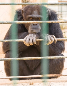 gorilla-in-zoo
